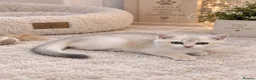 British Shorthair cats for sale: Blue golden chinchila! READY TO GO! - Advert 36