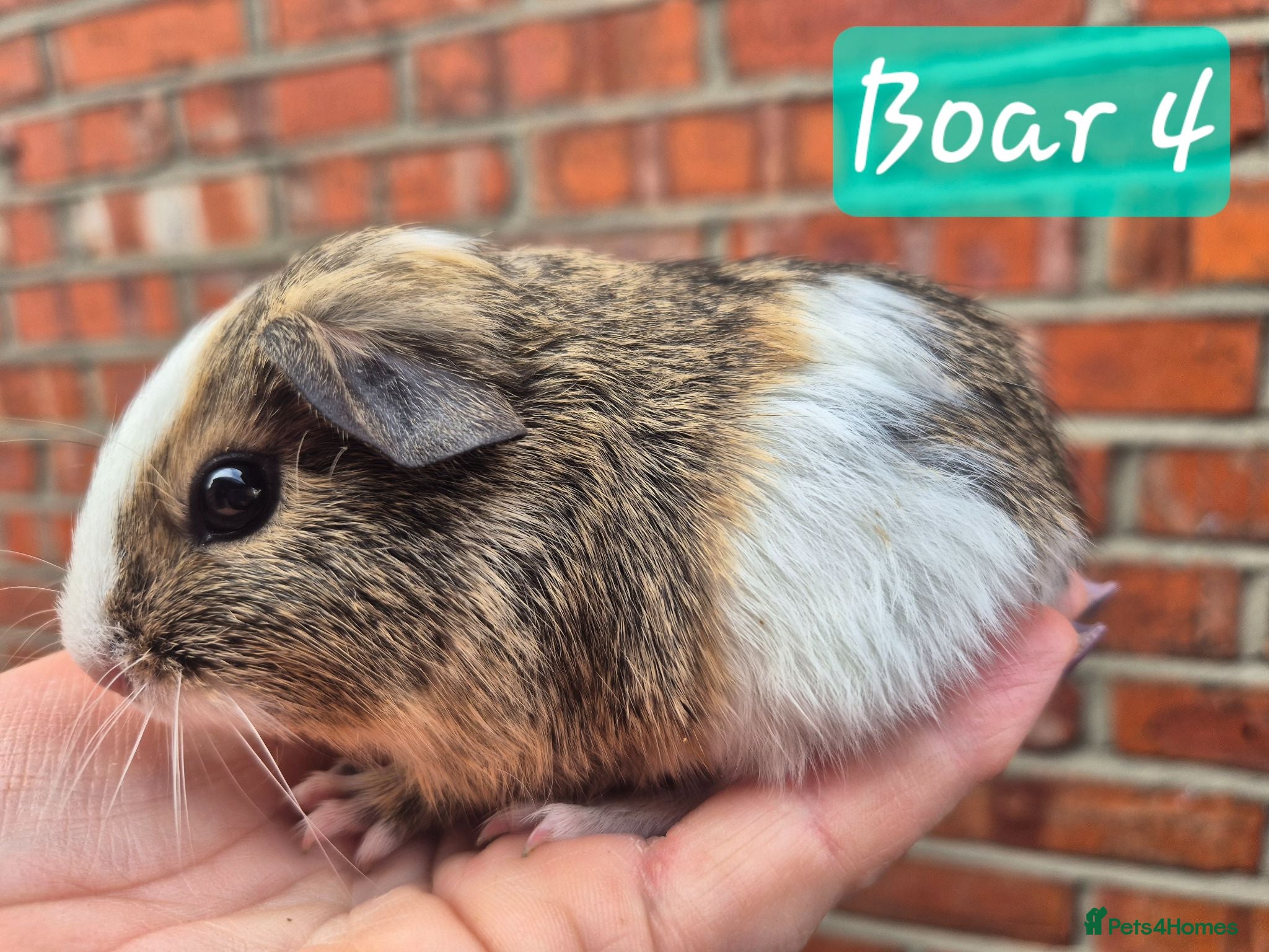 Guinea Pig rodents Last 2 boars ready now - Advert 2