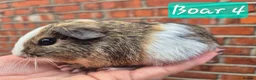 Guinea Pig rodents for sale: Ready to reserve  - Advert 4