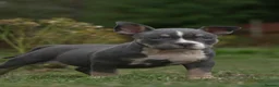American Bully dogs for sale: American Micro Bullies  - Advert 14