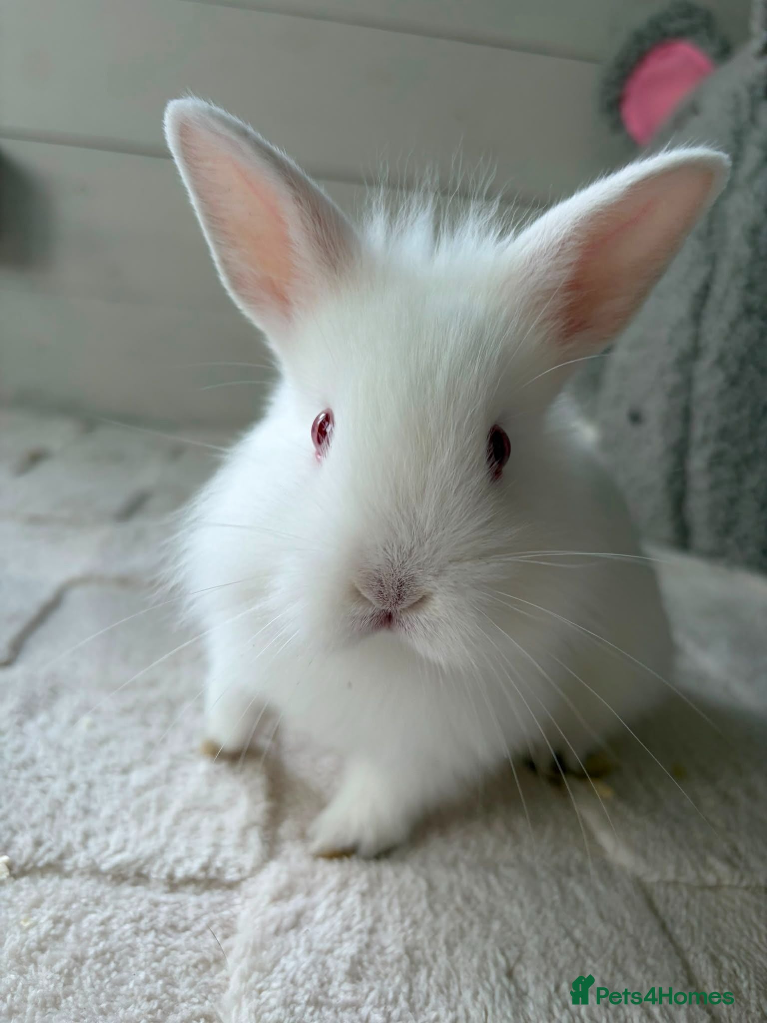 Netherland Dwarf rabbits Gorgeous mini dwarf x lionheads - Advert 4