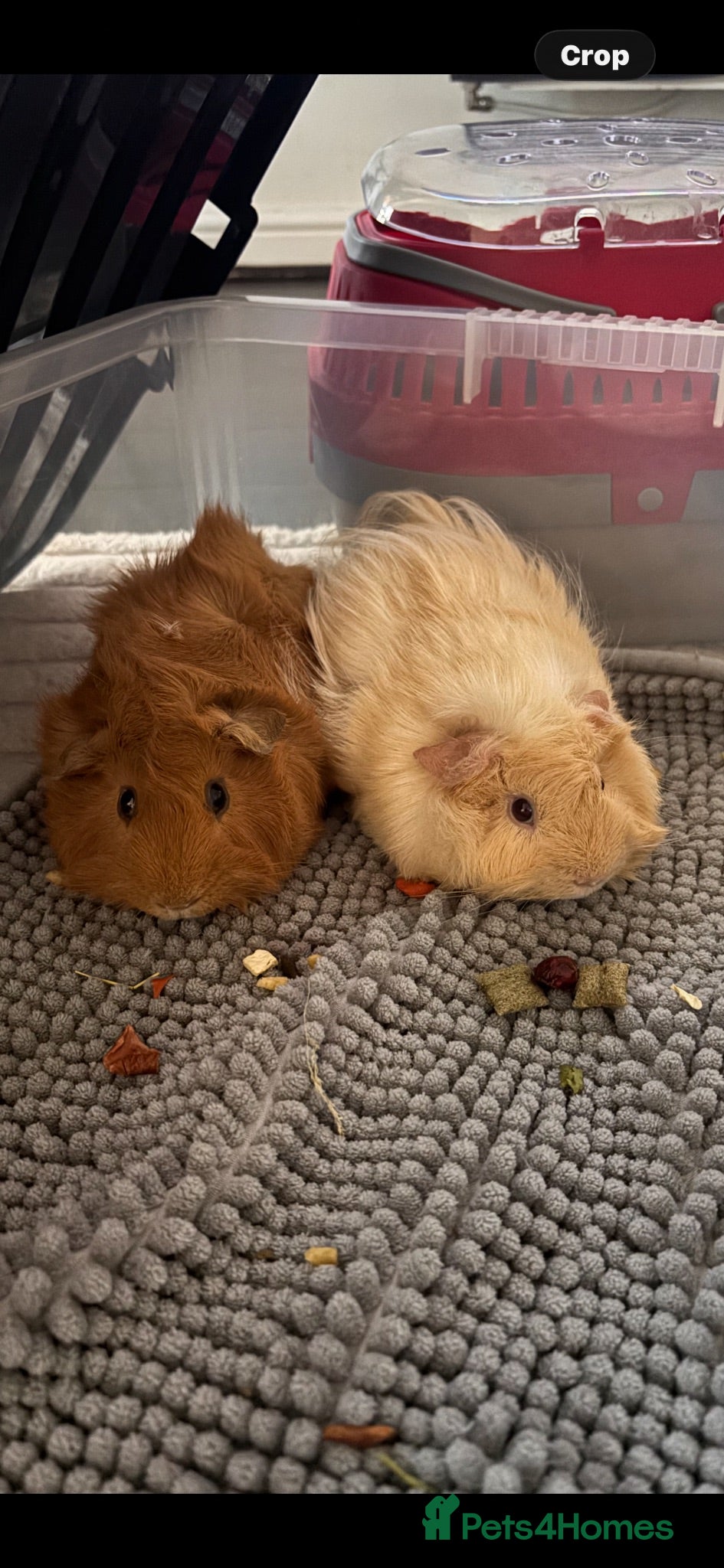 Guinea Pig rodents Male guinea pig pair - Advert 4