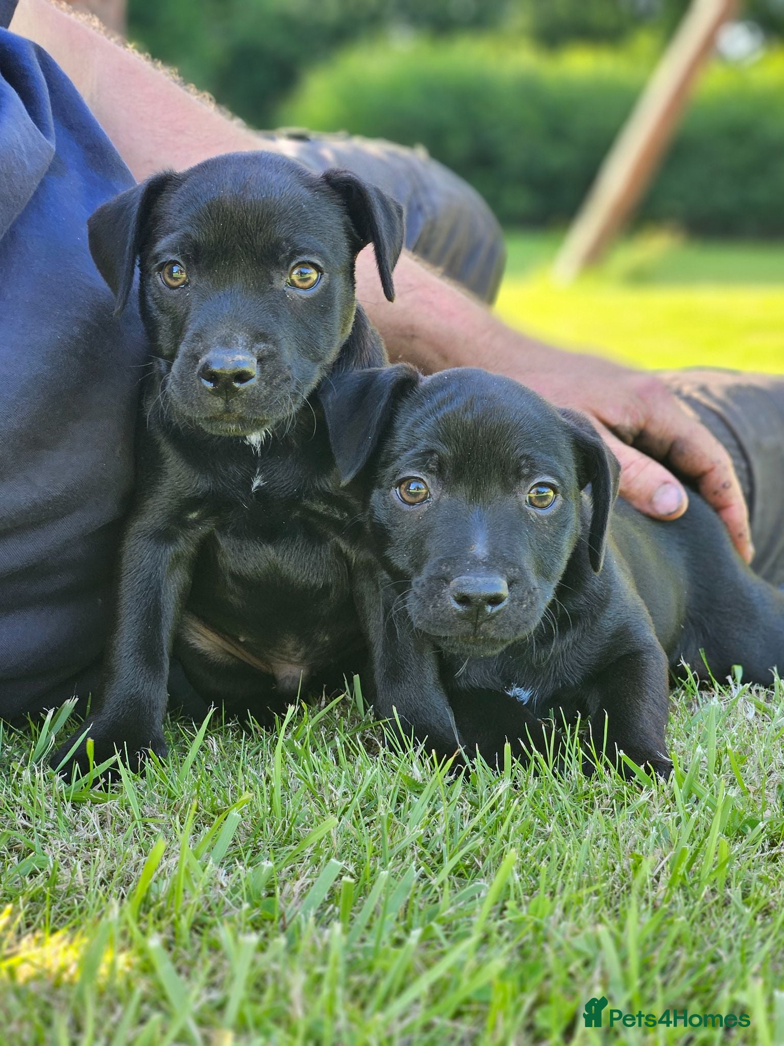 Patterdale Terrier dogs Stunning patterdale terriers  - Advert 2