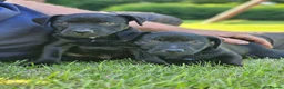 Patterdale Terrier dogs for sale: Ready now Stunning nutal patterdale terriers  - Advert 10