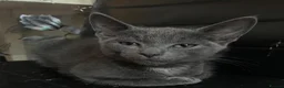 Mixed Breed cats for sale: Cute grey boy - Advert 4