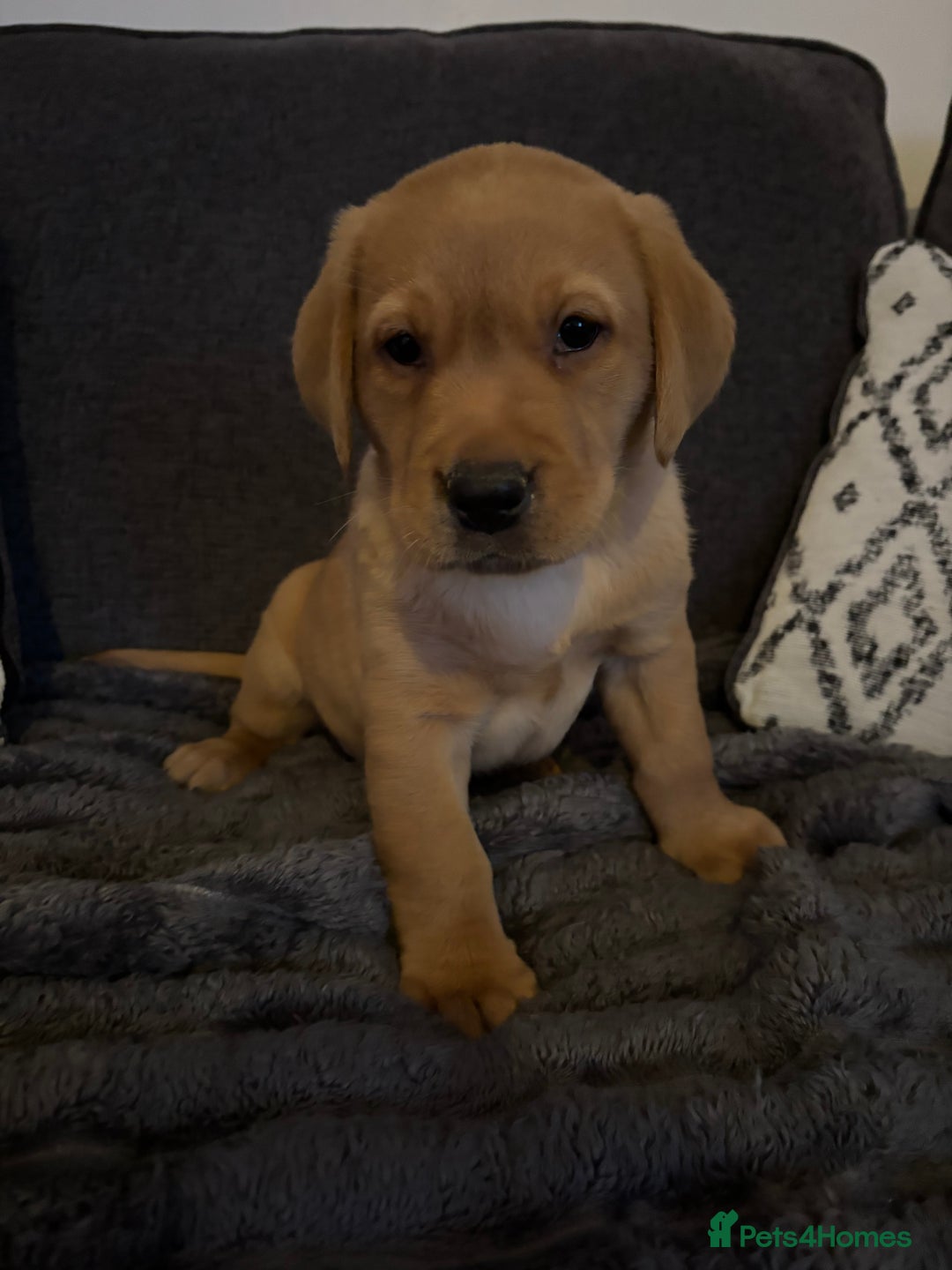 Labrador Retriever dogs for sale: KC registered Labrador retriever pups - Advert 28