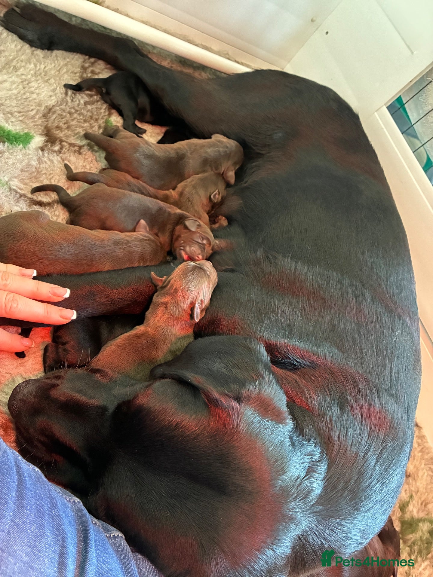 Labrador Retriever dogs 1 Chocolate Male -  KC Labrador 0/0 hip pairing - Advert 10