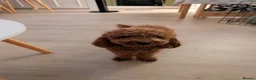 Toy Poodle dogs for sale: Pedigree Toy Poodle Puppies - Advert 14