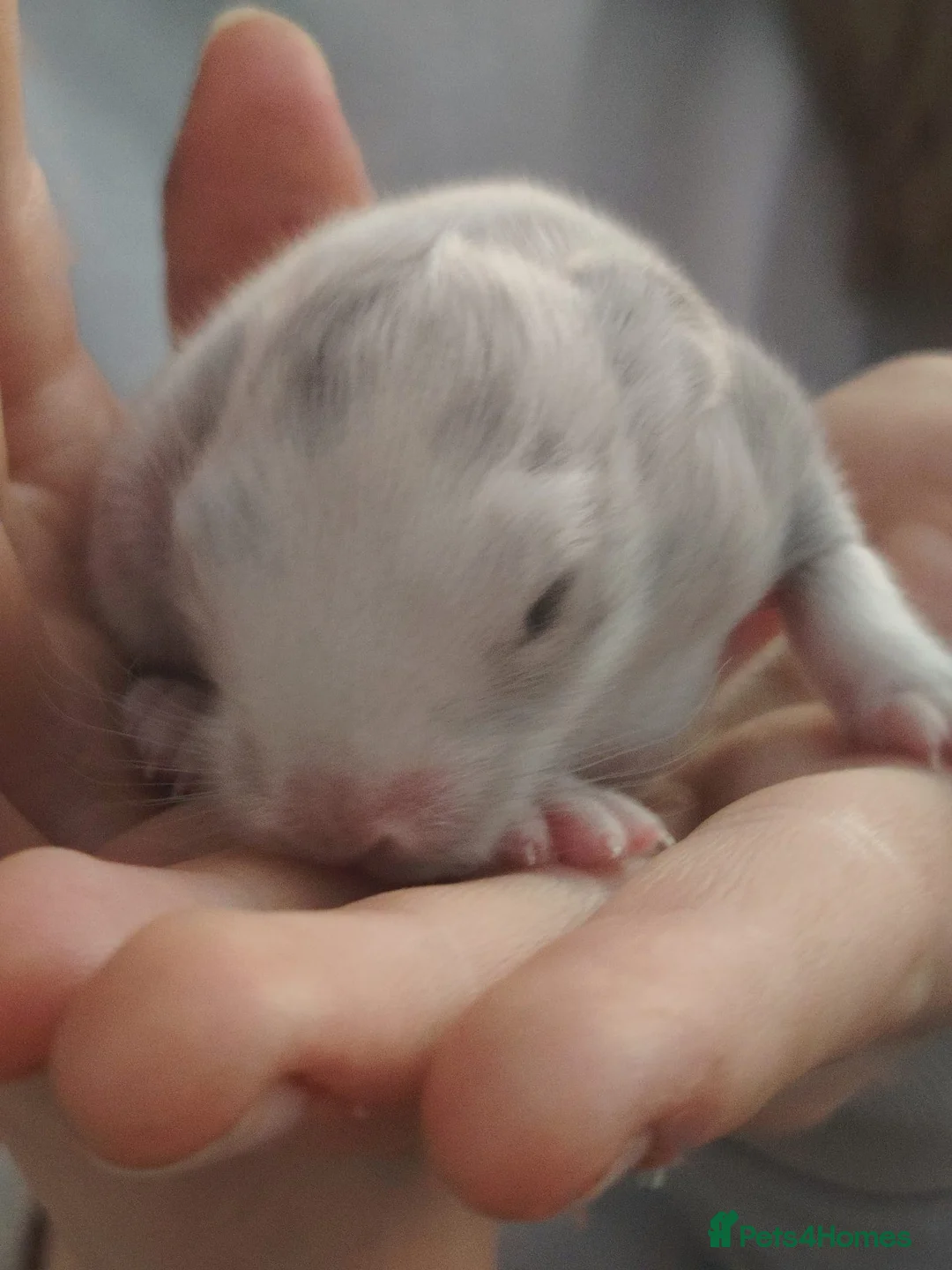 Lionhead rabbits for sale: Lion head cross babies bunnies  in Rugeley - Advert 5