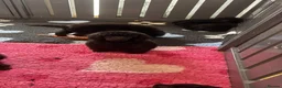 Standard Poodle dogs for sale: STANDARD POODLE PUPPIES FULLY TESTED PARENTS  - Advert 19