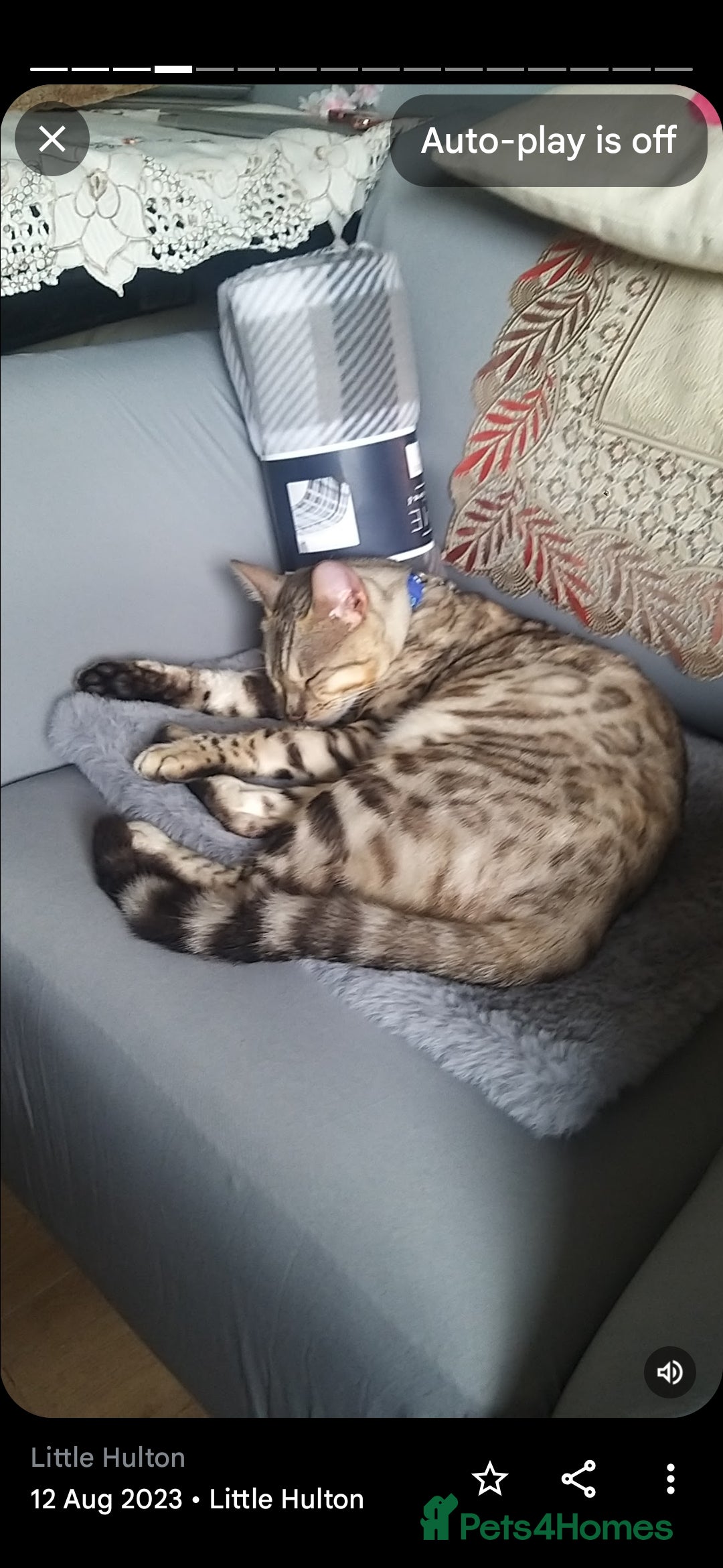 Bengal cats for sale: Bengal kittens very healthy male femal - Image 2