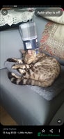 Mixed Breed cats - Advert 13