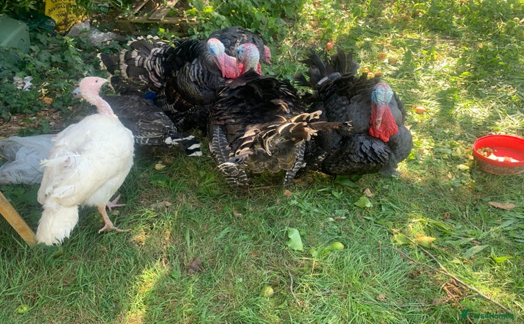 Turkeys poultry - Advert 3