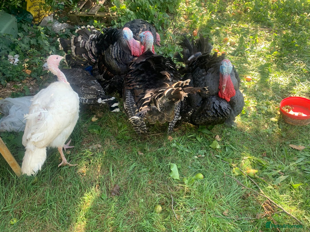 Turkeys poultry for sale: Turkeys  - Image 1