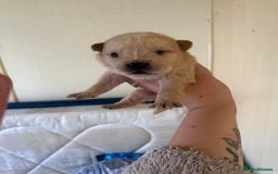 Mixed Breed dogs for sale: German shepherd cross chow chow/French bulldog  - Image 8