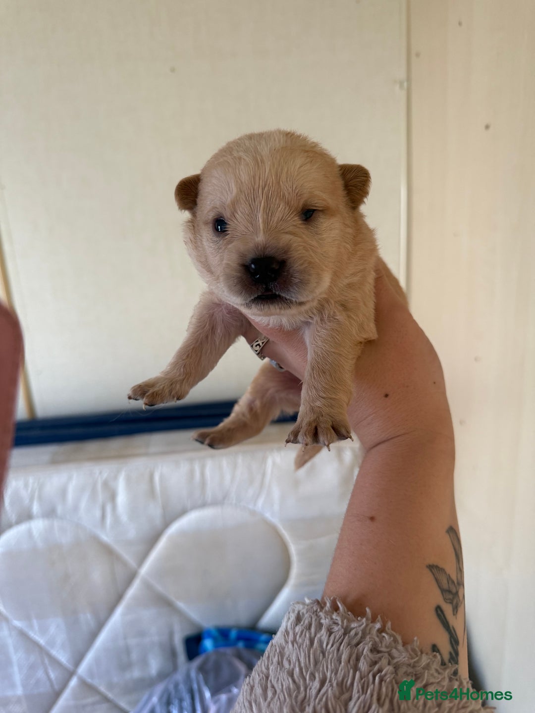 Mixed Breed dogs for sale: German shepherd cross chow chow/French bulldog  - Image 8