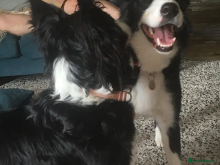 Border Collie dogs Reyna in Worthing - Advert 3