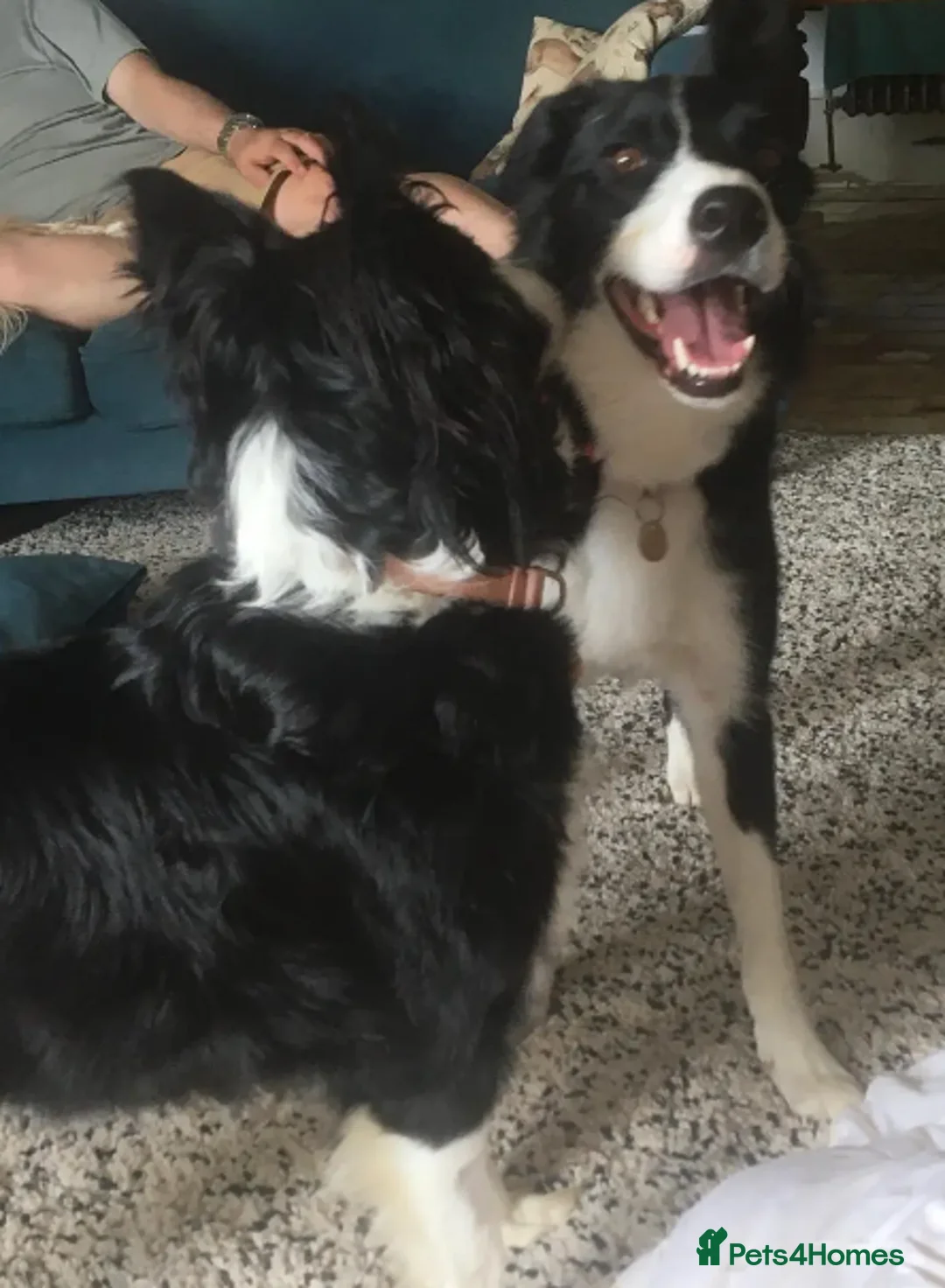 Border Collie dogs for adoption: Reyna in Worthing - Advert 1