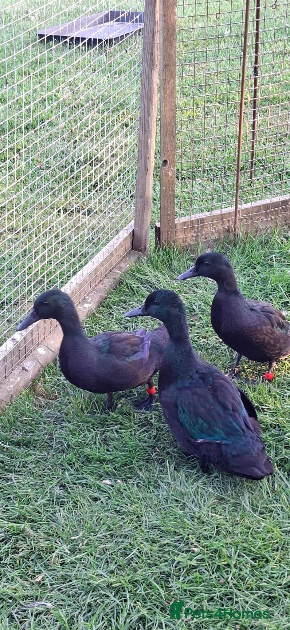 Ducks poultry Black East indian ducks - Advert 2