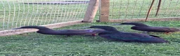 Ducks poultry for sale: Black East indian ducks - Advert 1
