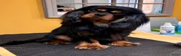 Cavalier King Charles Spaniel dogs for sale: Male neutered boy  in Evesham - Advert 3