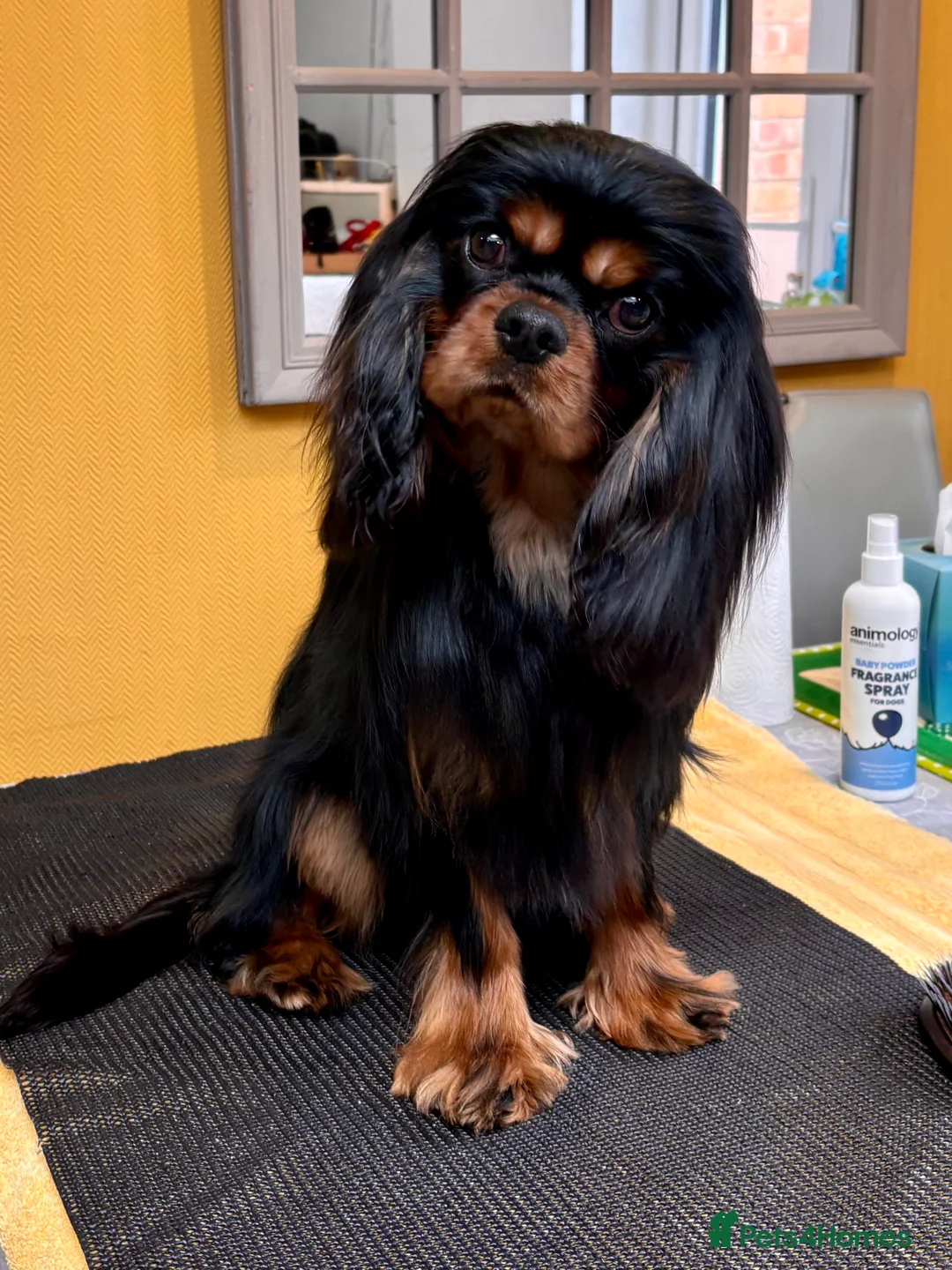 Cavalier King Charles Spaniel dogs for sale: Male neutered boy  in Evesham - Advert 3
