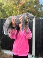 British Shorthair cats - Advert 9