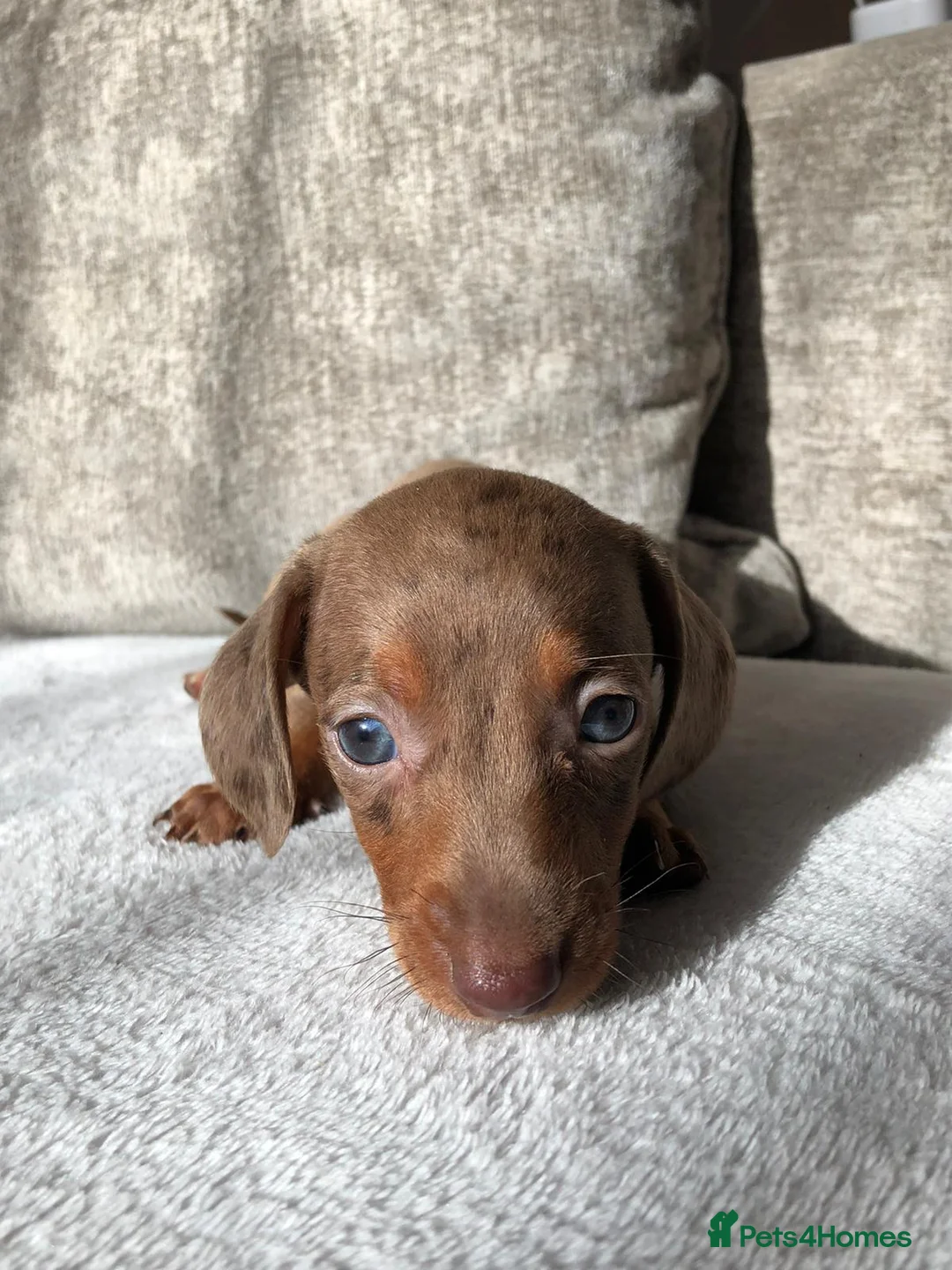Miniature Dachshund dogs for sale: Miniature dachshund puppies  - Advert 13