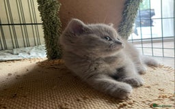 British Shorthair cats for sale: Pure british  shorthair  kittens  - Image 18