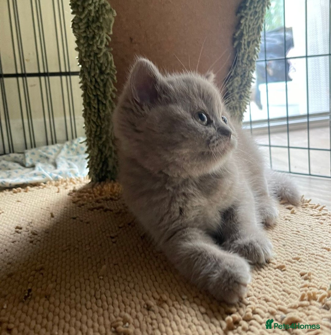 British Shorthair cats for sale: Pure british  shorthair  kittens  - Image 18