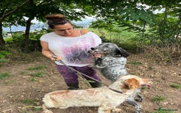 English Setter dogs for adoption: Tana  - Image 8