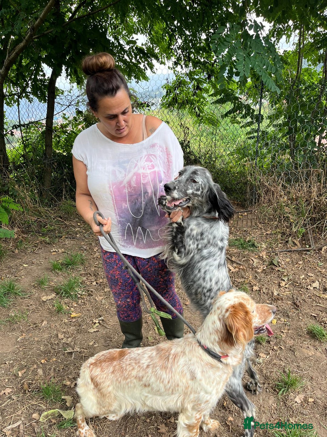 English Setter dogs for adoption: Tana  - Image 8