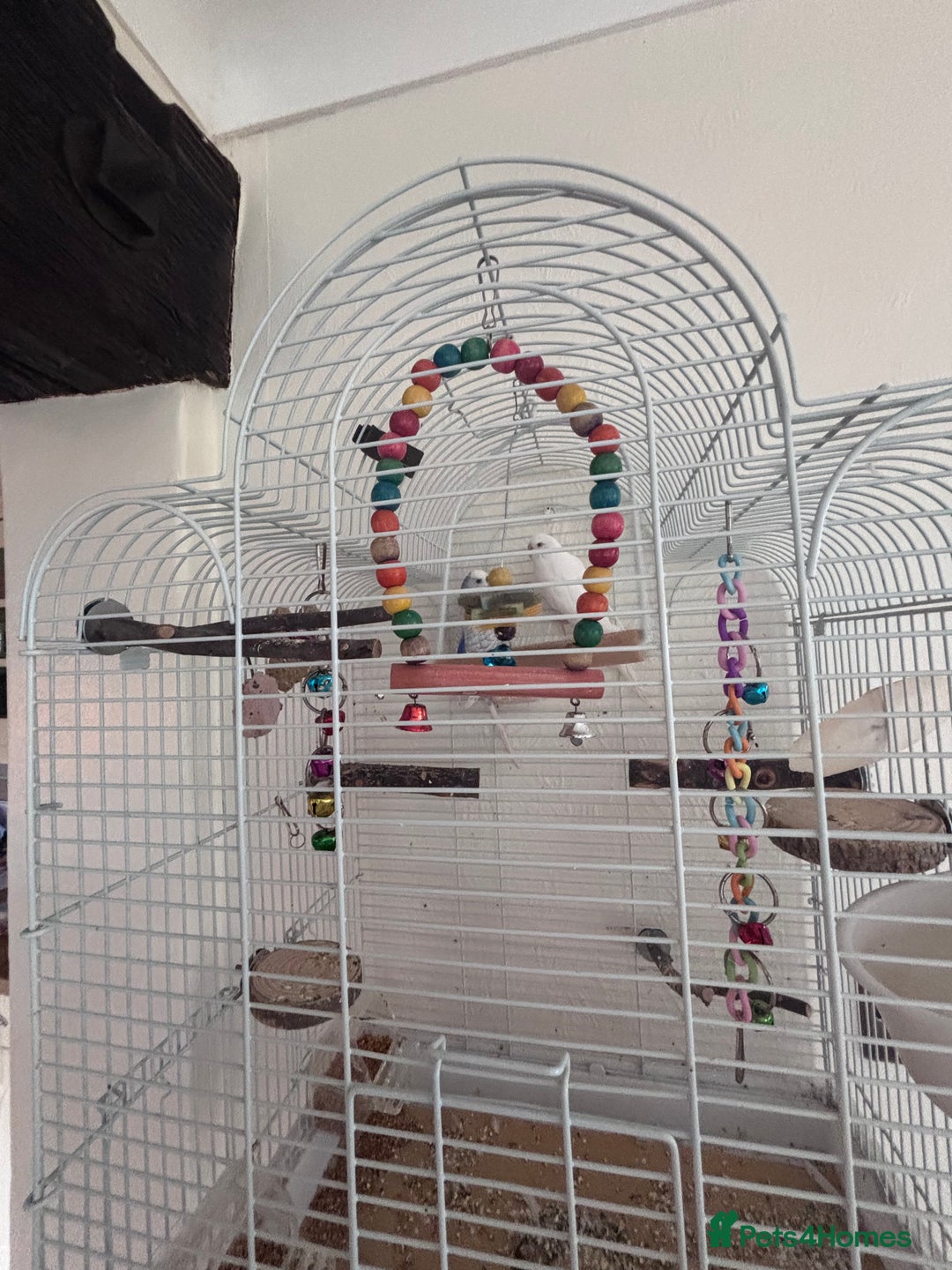 Budgerigars birds for sale: Male/female budgies - Advert 2