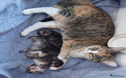 Mixed Breed cats for sale: Four fluffy stress reducers looking for new homes - Image 2