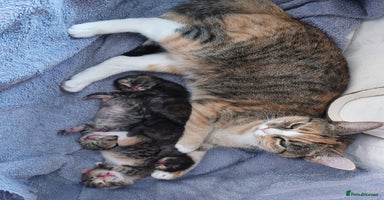 Mixed Breed cats - Advert 6