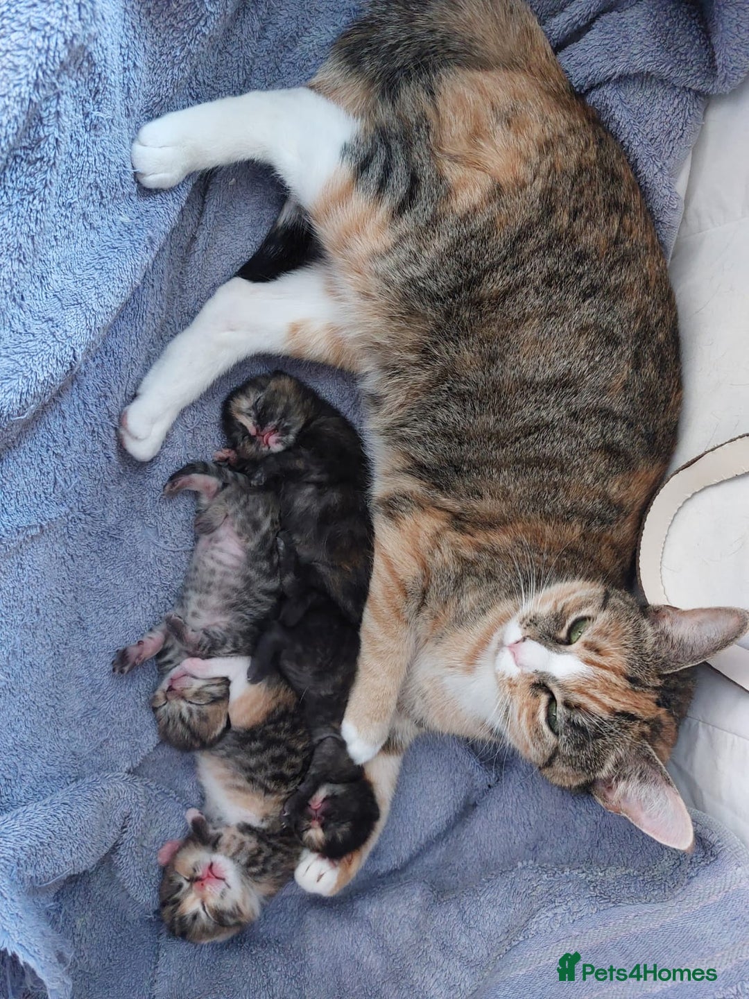 Mixed Breed cats for sale: Four fluffy stress reducers looking for new homes - Image 2
