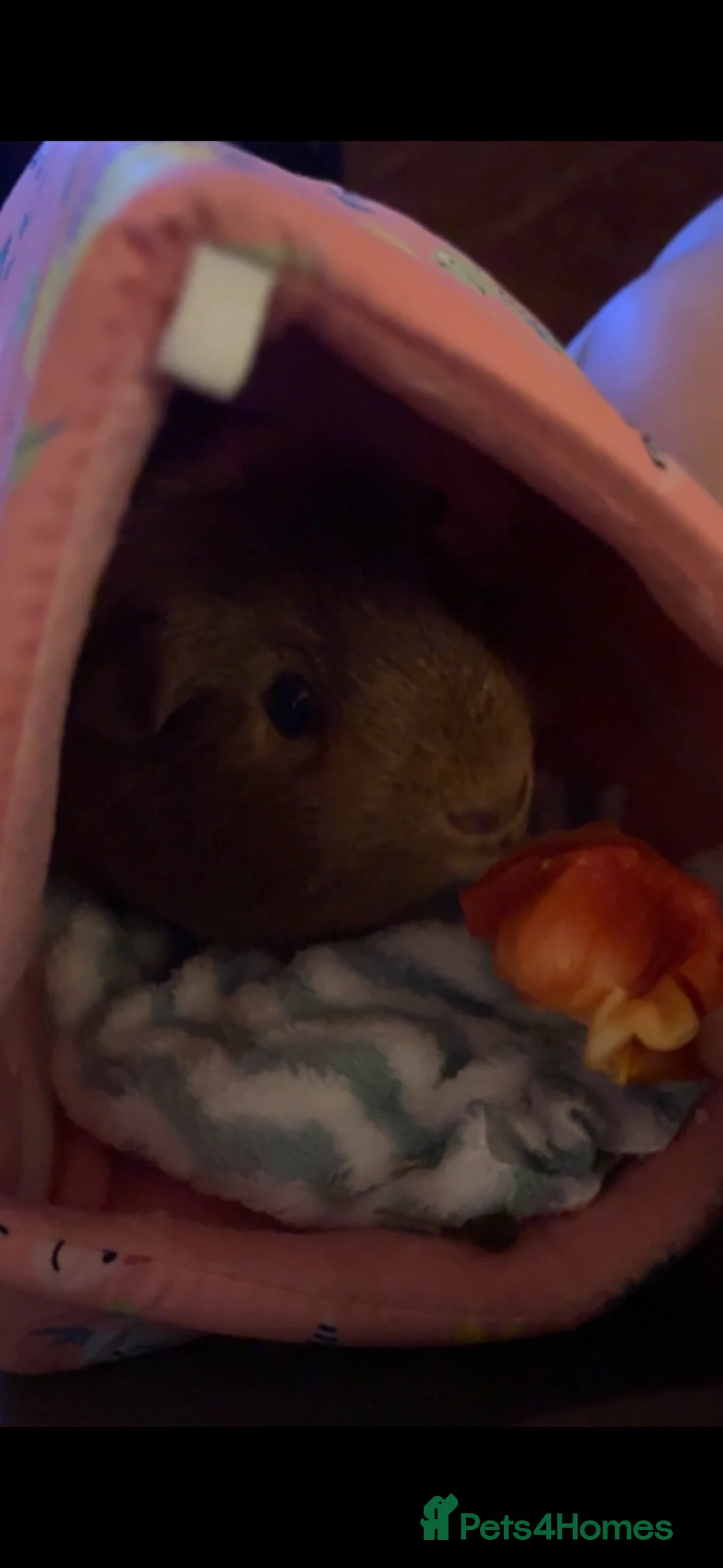 Guinea Pig rodents for sale: Cheese and Pickle in Worcester - Advert 4