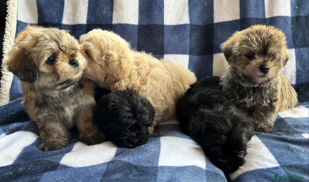 Maltipoo dogs for sale: Stunning Maltipoo Puppies ⭐️ DNA Tested ⭐️ - Image 5