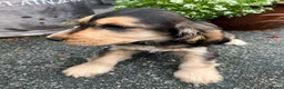 Cocker Spaniel dogs for sale:  Kc reg show cockers last 2 remaining - Advert 4