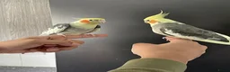 Cockatiels birds for sale: Hand Reared and Hand Tamed Cockatiels Birds 3 Cage in Bracknell - Advert 2