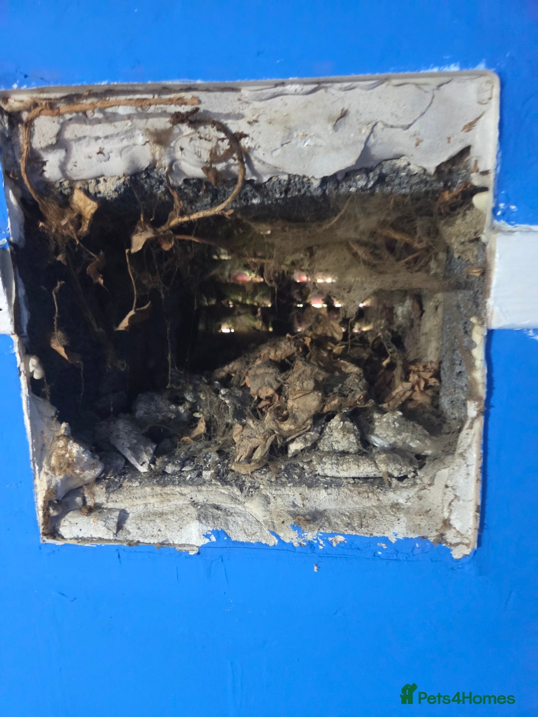 Cockapoo dogs for sale: Puppy cockapoos  - Advert 19