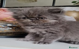 Persian cats for sale: Beautiful persian kittens  - Image 13