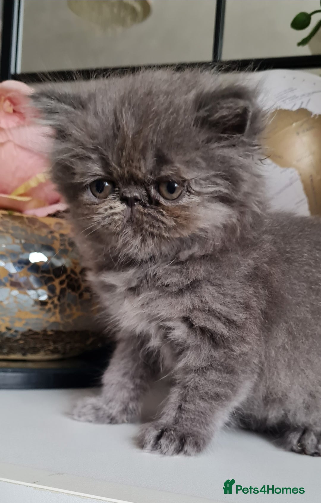 Persian cats for sale: Beautiful persian kittens  - Image 13