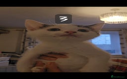 Mixed Breed cats for sale: Kittens  - Image 11