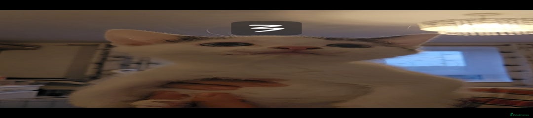 Mixed Breed Kitten 3