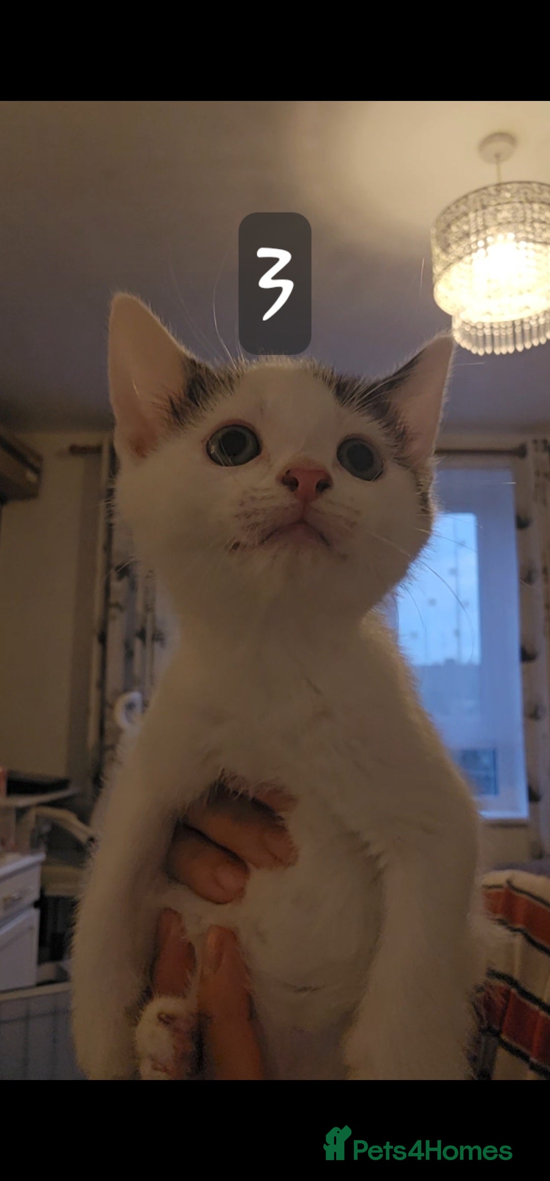 Mixed Breed cats for sale: Kittens  - Image 11