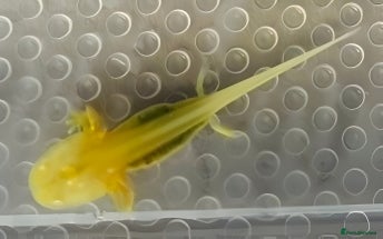 Axolotl reptiles Axolotl Babies  - Advert 6