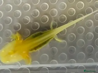 Axolotl reptiles Axolotl Babies - Advert 6