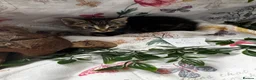 Mixed Breed cats for sale: 8 cute mixed breed kittens  - Advert 4