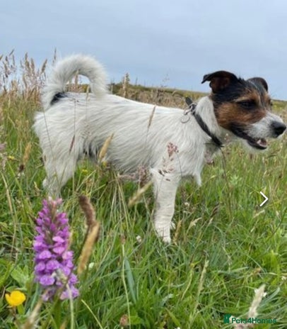 Jack Russell dogs in Shrewsbury - Advert 1